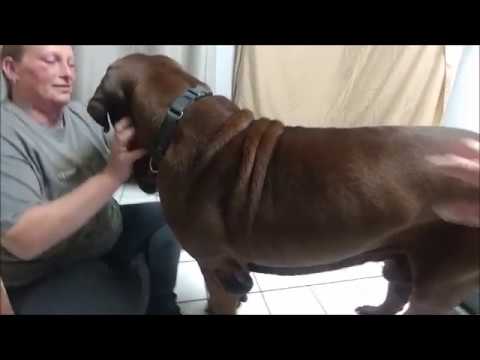 after-three-years,-the-korean-mastiffs-are-granted-their-freedom