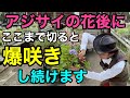 【すぐ切る事】これで永遠にアジサイを咲か続けられます　【園芸超人カーメン君】【剪定】【紫陽花】