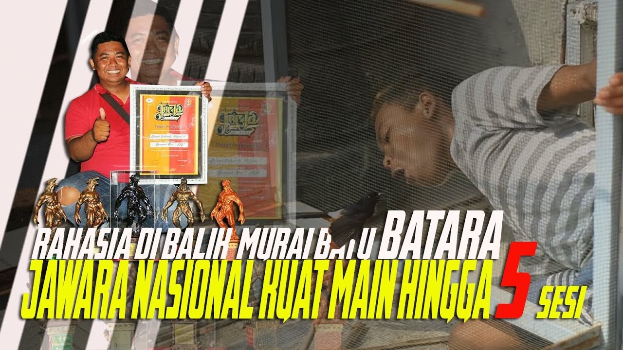 Kerasnya Pendidikan !! Membuat Murai Batu Batara Kuat Main Hingga 5 Sesi