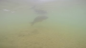 Jak walczy karp pod wodą  ? - hol karpia z pod wody