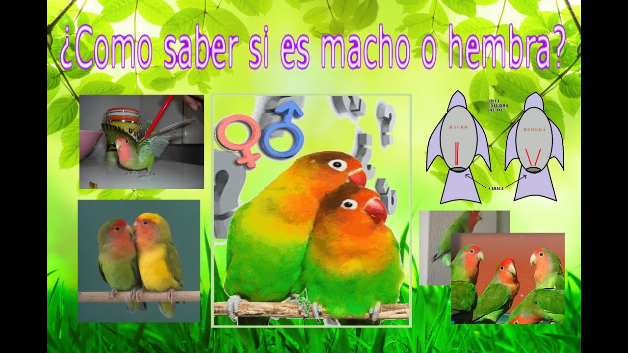 Como Saber Si Mi Perico Es Hembra O Macho