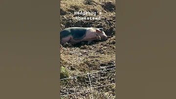 Pig Piggy Animals Funny Sleeping Piglet 