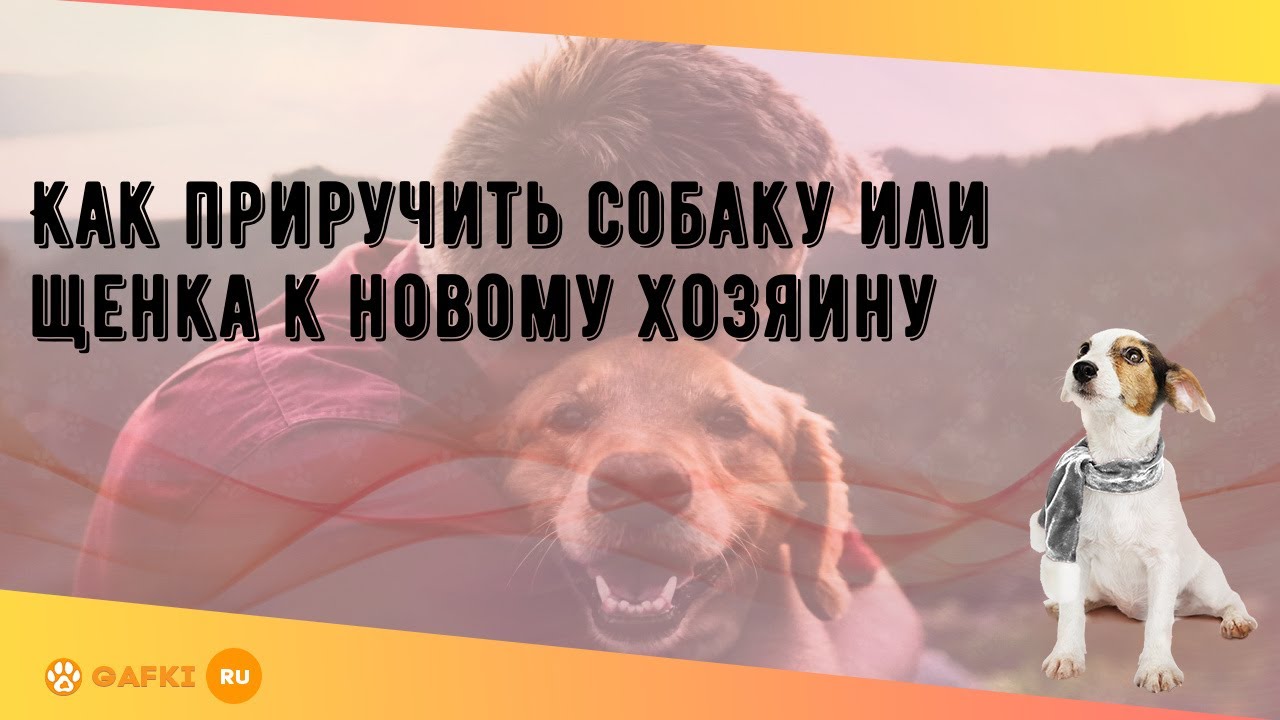 Что делать новому владельцу собаки