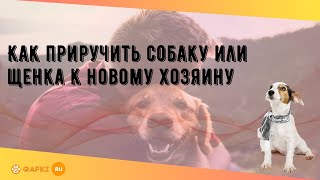 Как приручить собаку или щенка к новому хозяину