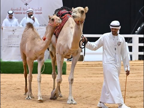 بث مباشر مزاد الزمول مركز العين للأبحاث جائزة زايد الكبرى للهجن 2025