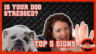 Is Your Dog Stressed? Top 5 Signs in Bully Breed Dogs | S5  E14