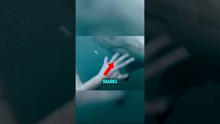 Why Sharks Swim Away If They Smell Blood #bulun