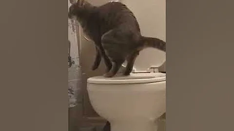 CAT TAKES GIANT DUMP IN A TOILET - DayDayNews