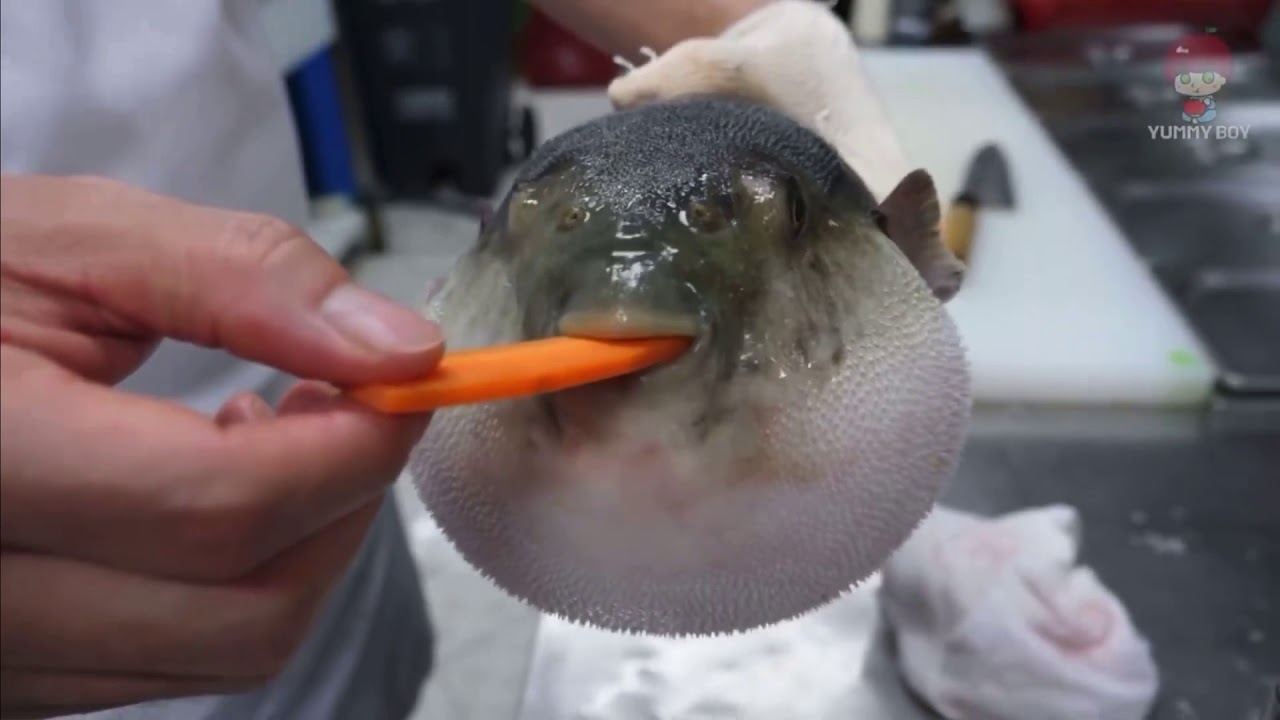 Puffer Fish Chokes On A Carrot YouTube
