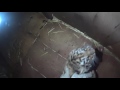20160607 | 旭山動物園 | アムールトラ・ワクチン接種・生後61日齢