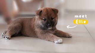 Meet Ellie: 1-Month-Old Shiba Inu PUPPY