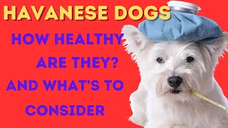 How Healthy Are Havanese Dogs And What Are Their Main Health Issues?