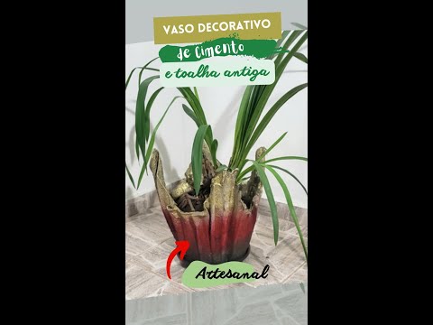 Vídeo: Abeto decorativo em vaso: cuidado. Abeto decorativo: tipos