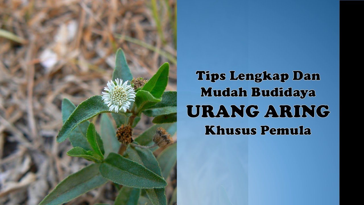 Tips Lengkap Dan Mudah Budidaya Urang Aring Khusus Pemula 