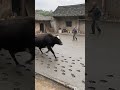 My rural life, original, never imagined, popular🔥, boo absurd video