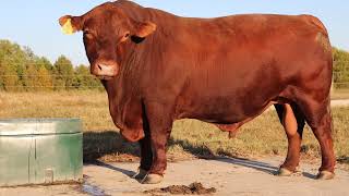 South Poll Field Day and Cattle Auction 2023 - Doug and Josh Creech