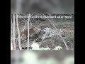 very rare video of sucking milk one year sub adult Male leopard with his 3 month cubs