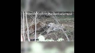 very rare video of sucking milk one year sub adult Male leopard with his 3 month cubs