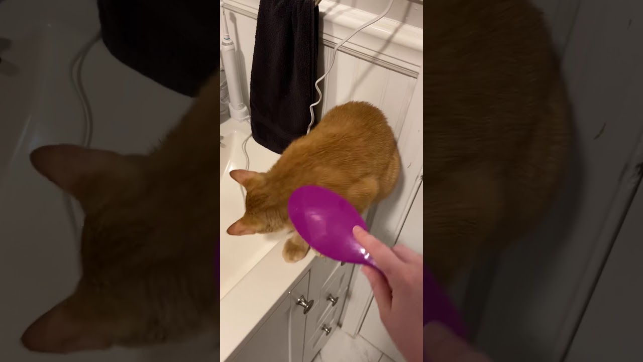 Tidbit and the Brush
