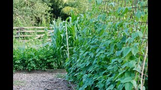 What is  No Dig  No Till gardening Explained