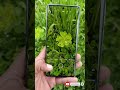 #vivo V29 Camera Review Best Camera #smartphone #shorts #viralreels