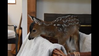 Meet Hazel the fawn! |TENACRESOFCURIOSITY