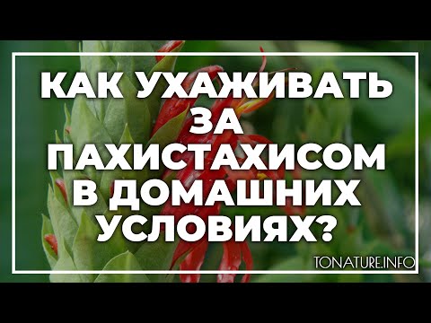 Как ухаживать за пахистахисом в домашних условиях?