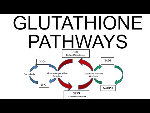 Glutathione Pathways