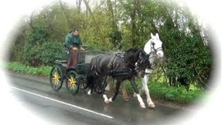 Toby the hackney - traffic training.