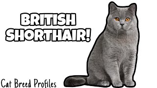 British Shorthair! -Cat Breed Profiles- by Cats Love 49 views 5 months ago 9 minutes, 30 seconds