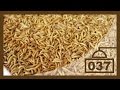 "Rainbow Mealworms" Unboxing & Review | Best Feeder Insect Site?