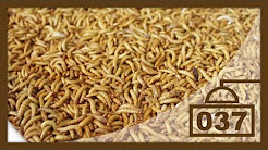 "Rainbow Mealworms" Unboxing & Review | Best Feeder Insect Site?