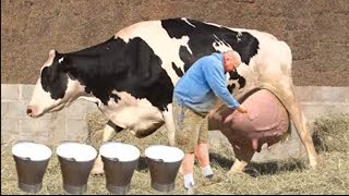 Farm #Withme Pretty Girl Intelligent Technology Modern Cow Milking Farming​ Hay Hoof Trimming