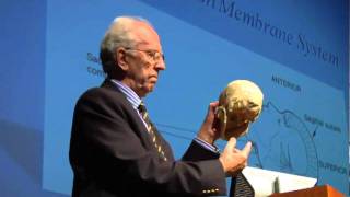 Robert Boyd, DO, Cranial and the domino effect throughout the spine