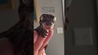 😳She Can Lick her #eyeballs 👀‼️#gecko #GIANTgecko #leachianus 🦎#pettricks #petlover #coolpets 😳