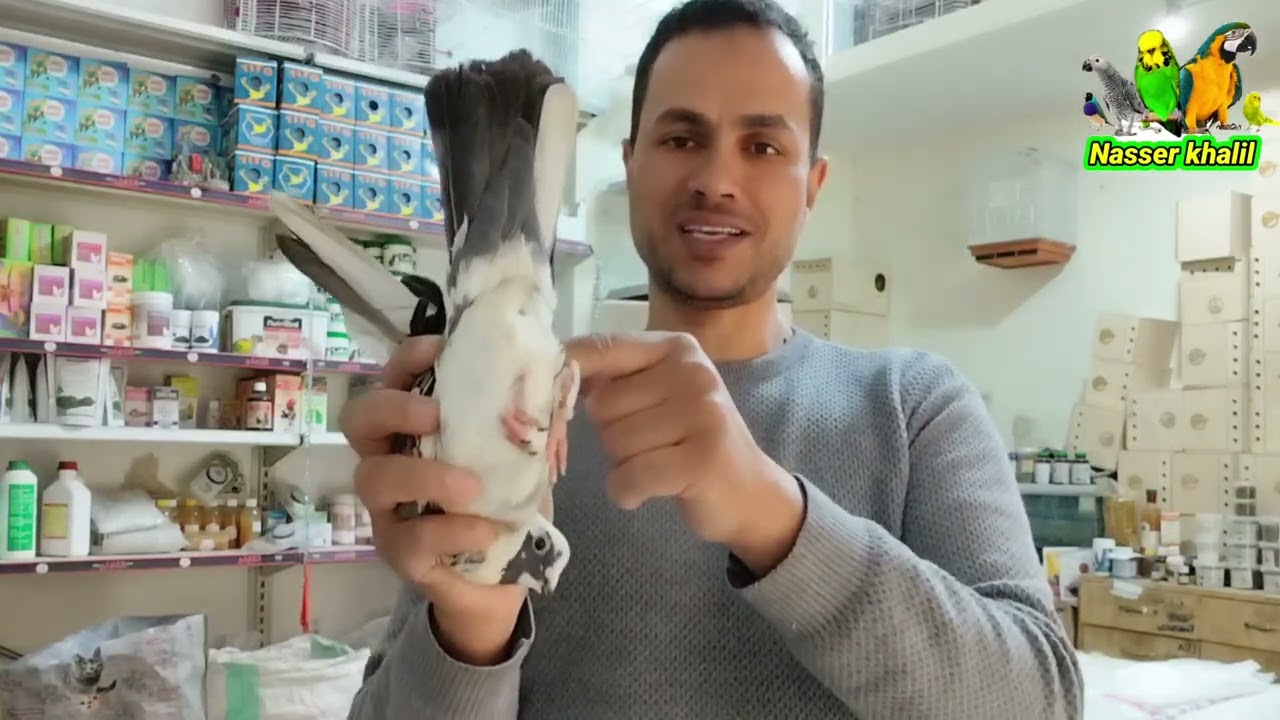 ازي اعرف الذكر من الانثي في الحمام | بطريقه جديده وعمرها ما تخيب معاك اهداء الي كل مبتداء💥💥👍