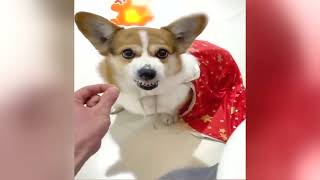 Funny Animals Snuggling and Scampering to Smooth Your Sorrow ♥