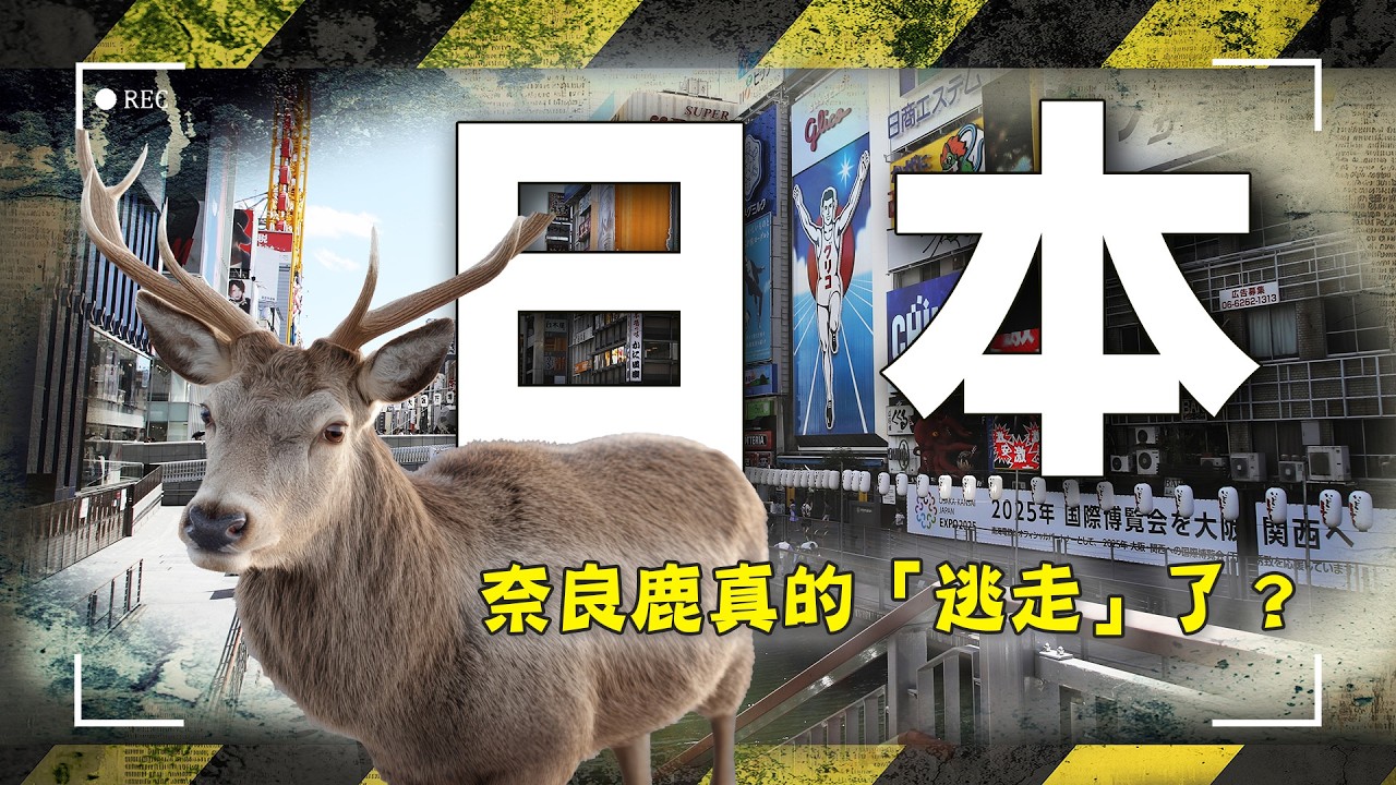 奈良鹿「大逃亡」真相曝光？20公里外東大阪驚見鹿蹤！一場與神同行的