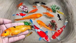 Serok ikan hias warna-warni, ikan koi, ikan mas koki, ikan komet, ikan gurami hias, kura-kura brazil