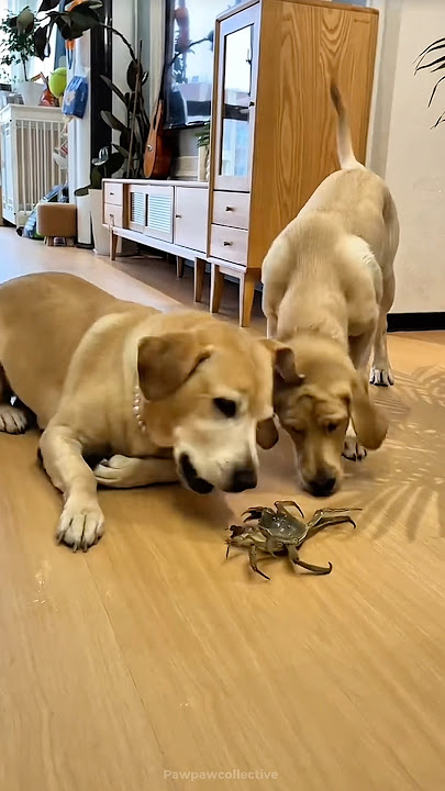 GUKGUK IS PLAYING WITH A CRAB AND HIS FRIEND :) #shorts #funny #cutedog #fypシ゚