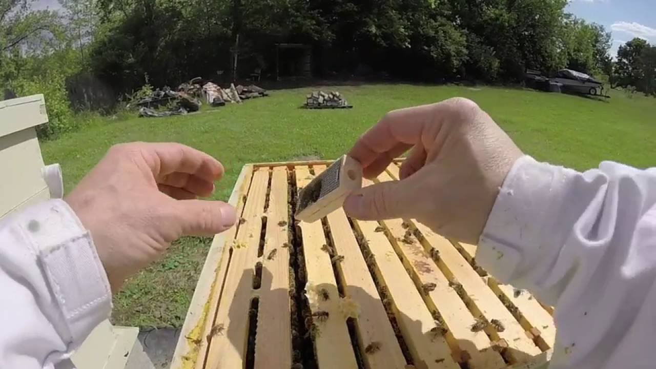 Introducing a new queen bee YouTube