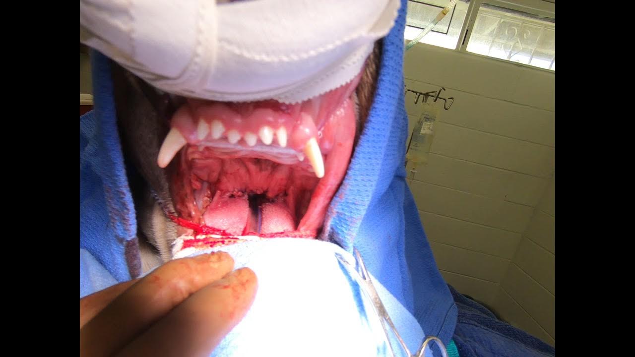 Bulldog Elongated Soft Palate POSTOP Dr. Kraemer Vet4Bulldog YouTube