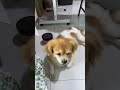 Full Video Link Below KokoniDaily PuppySnuggles KokoniLife LittleKokoni PuppyJoy KokoniVibes Full Video Link Below KokoniDaily PuppySnuggles KokoniLife LittleKokoni PuppyJoy KokoniVibes