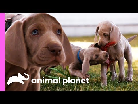 Weimaraner Puppies Get Ready To Celebrate Their First Christmas! | Too Cute!
