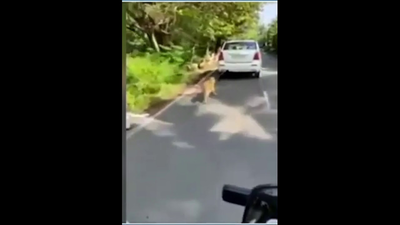 Dog Tied To Car, Dragged On Road For 2 Kilometers | Shocking incident ...