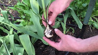 How To Dig up Tulips and Store them to Maximize Garden Space