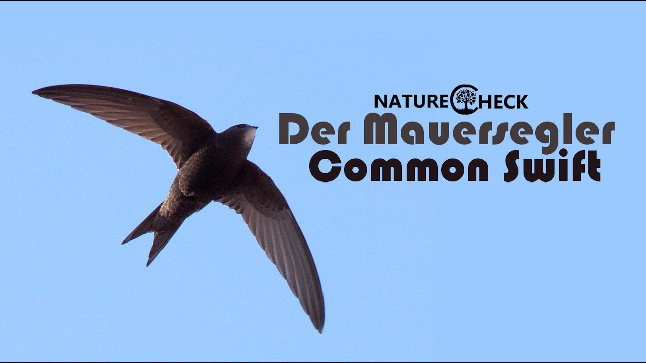 camera iphone 8 plus apk Der Mauersegler - The Common Swift