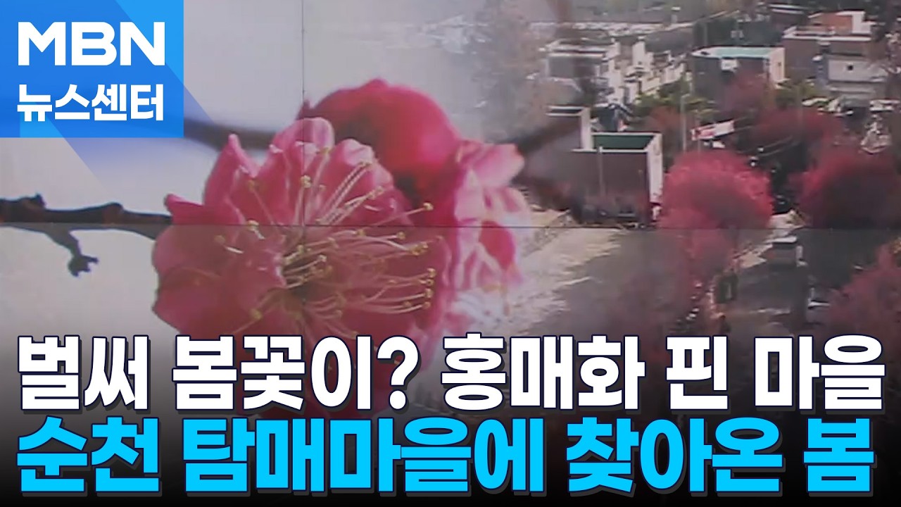 봄기운 담은 홍매화 활짝…포근한 날씨 속 봄꽃 나들이 [MBN 뉴스센터]