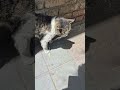 خلیی با معرفته همه محل دوسش دارن هاپو البرزخ گربه نزهه کمک غذا رسانی