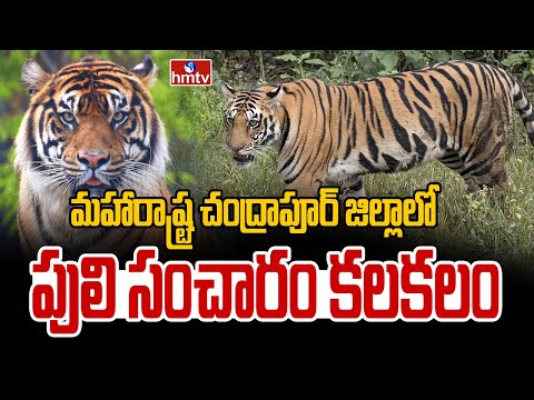 మహారాష్ట్ర చంద్రాపూర్ జిల్లాలో పులి సంచారం కలకలం | Tiger Hulchal In Maharashtra | hmtv - HMTVNEWS